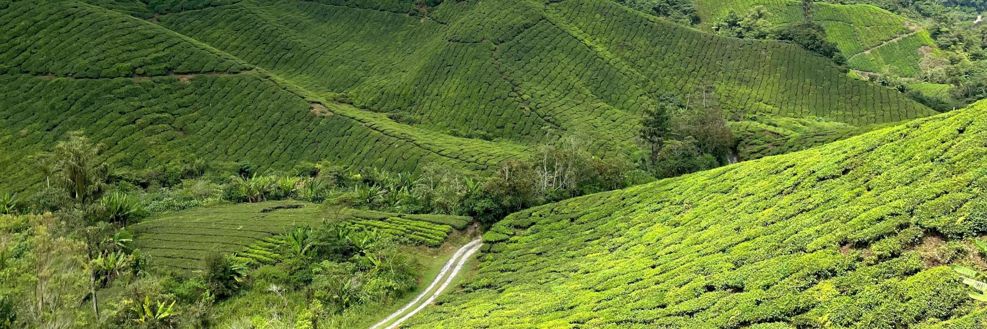 Rolling green hills in Malaysia