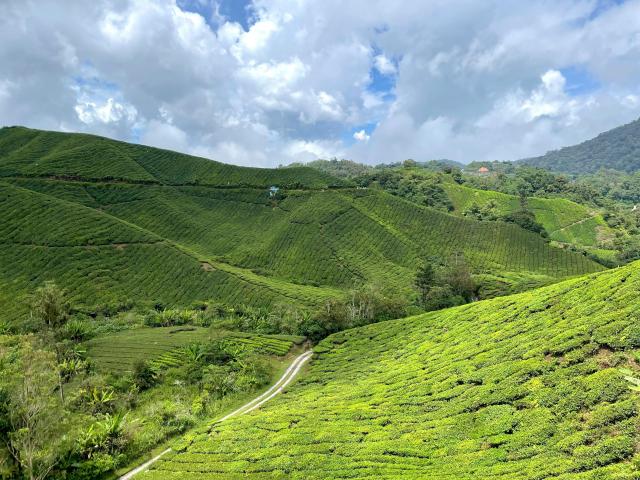 Rolling green hills in Malaysia