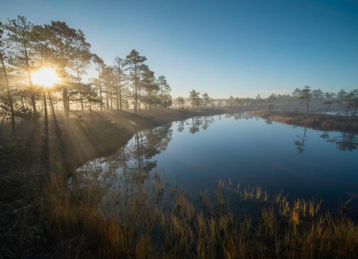 The sun rises over water, shining through trees