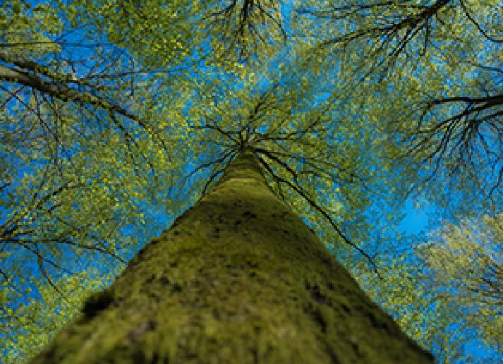A tall deciduous tree under a blue sky viewed from the ground straight up into its top branches. It is surrounded by other trees.