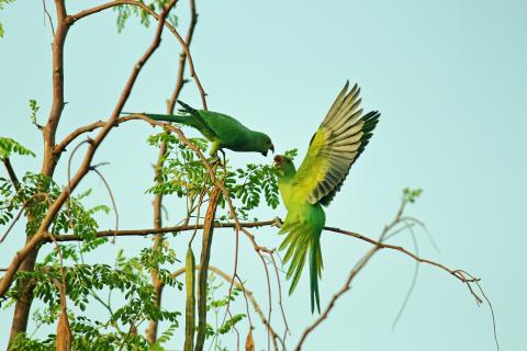 Green Parrots on tree