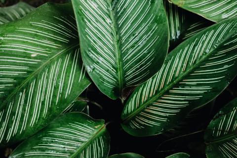 Green plant leaves