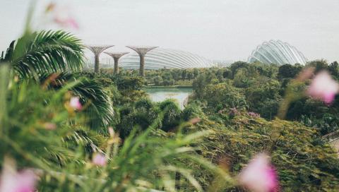 An overhead shot of a green park in Singapore with pink flowers